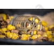 Kép 4/7 - GURU X-CHANGE BAIT UP FEEDER PARTICLE CAP